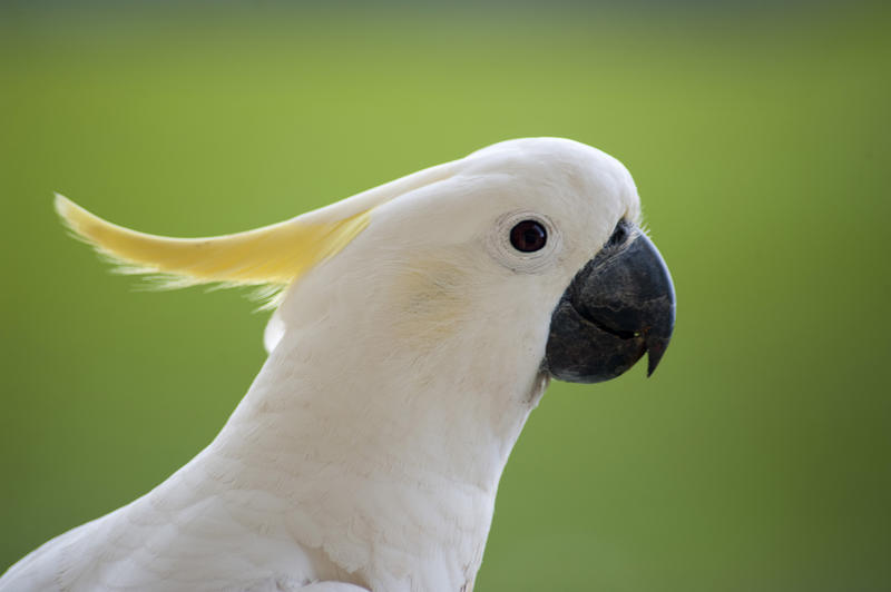 a sulphur crested cockatoo in profile - Cacatua galerita